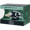 Mojo Carp koi shiro utsuri in a box